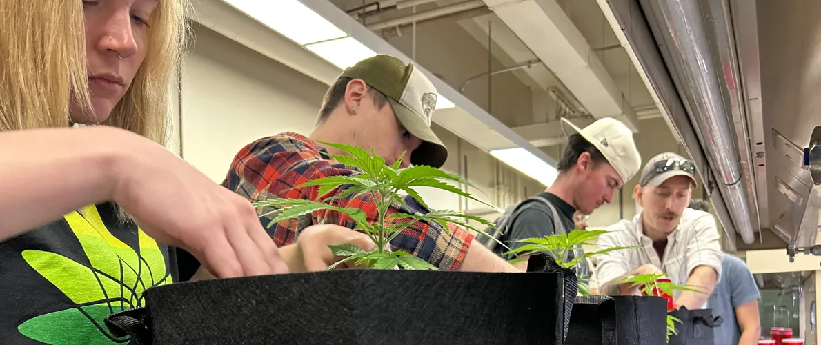 cannabis-education.webp