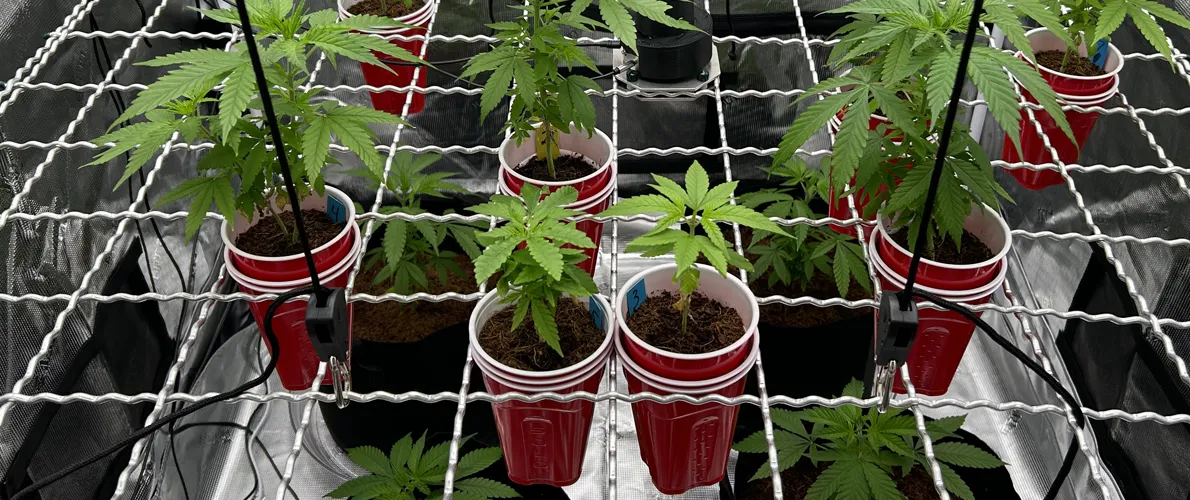 Cannabis Research