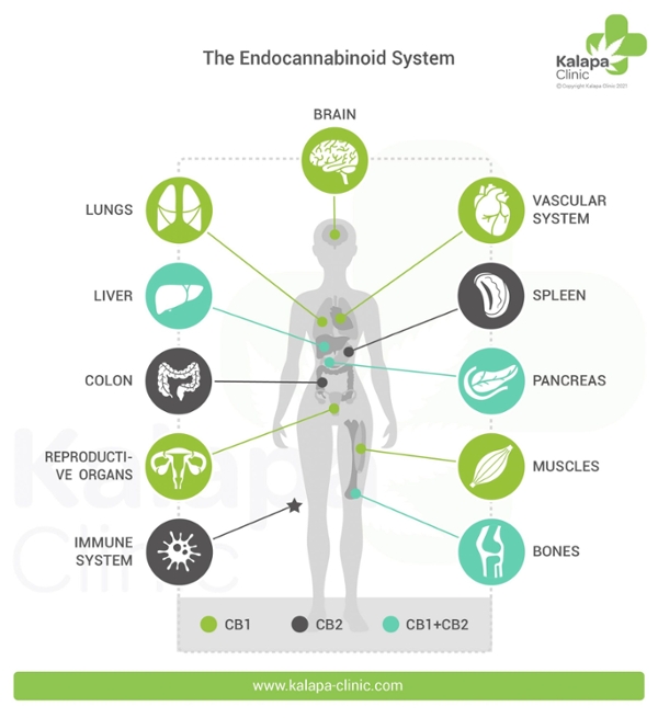 Endocannabinoid System